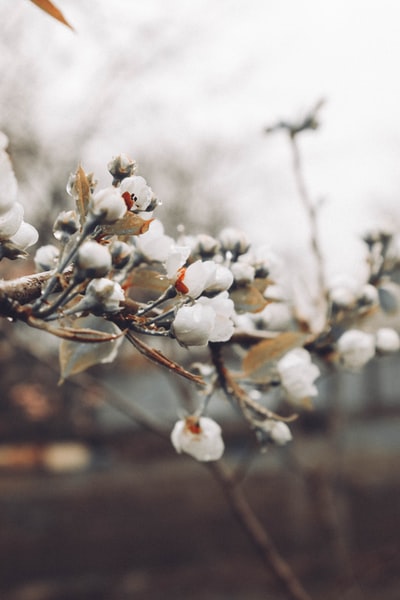 White cherry blossoms in the close-up photography
